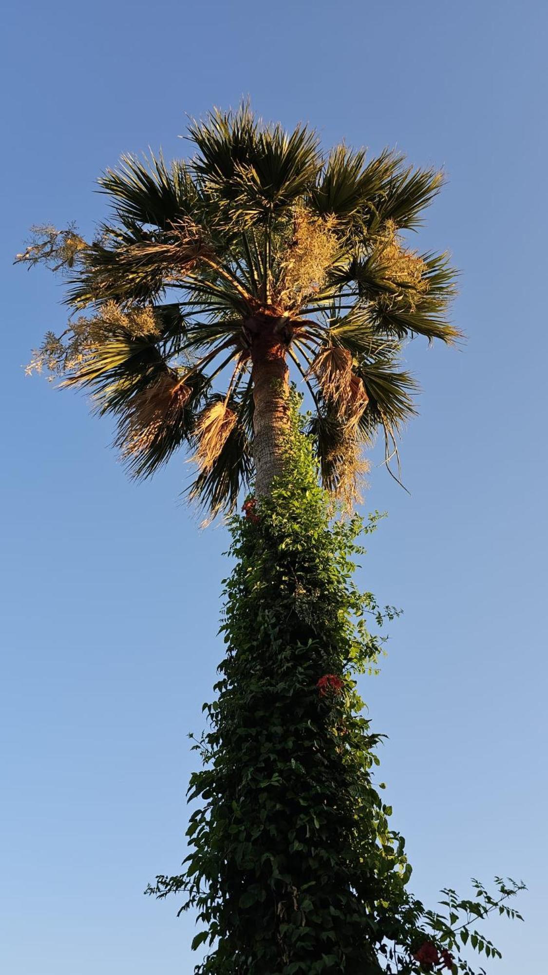 Villa Bade Dalyan Εξωτερικό φωτογραφία